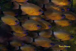Cardinalfish @ Dumaguete

 by Taco Cheung 